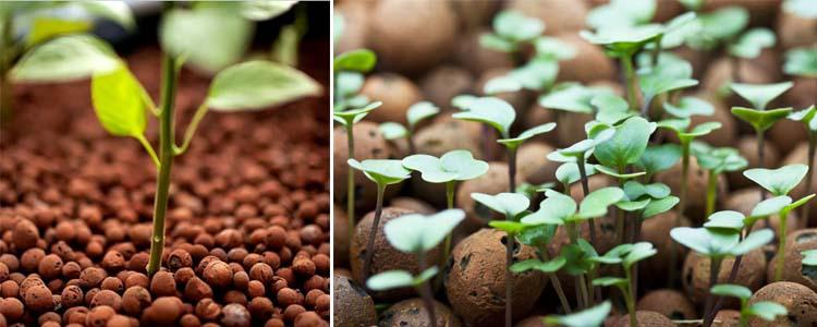 Sustrato de arcilla expandida