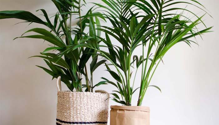 Cultivo de palmera de bambú o palma areca