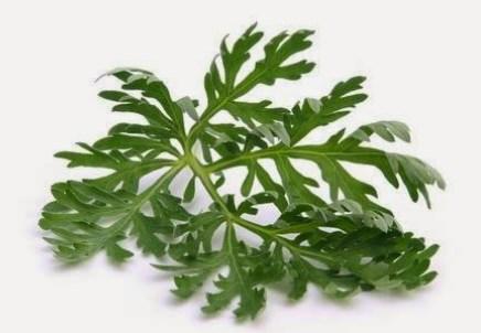 Ajenjo es una de las plantas que ahuyentan las cucarachas