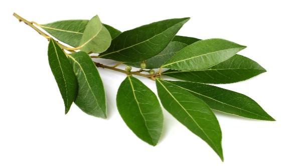 Laurel para repeler las cucarachas