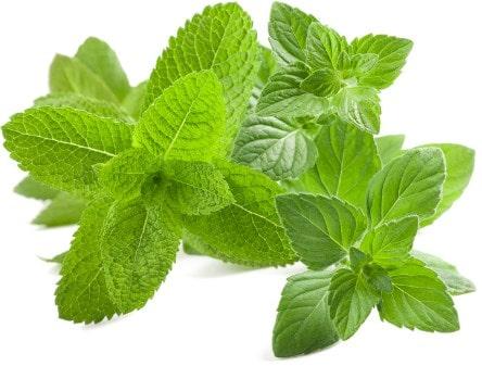 El catnip es una plantas que ahuyentan las cucarachas