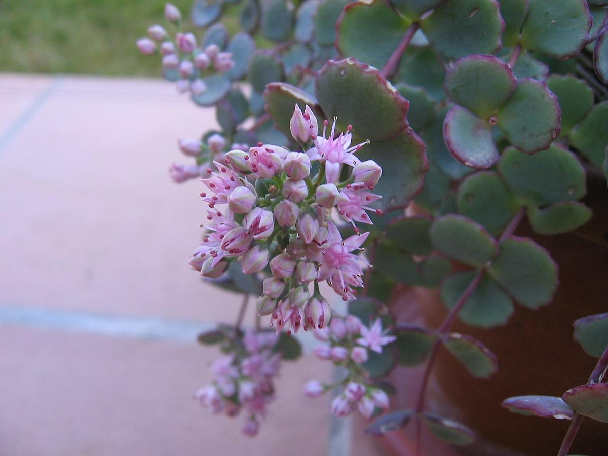 Las flores del Sedum sieboldii son rosas