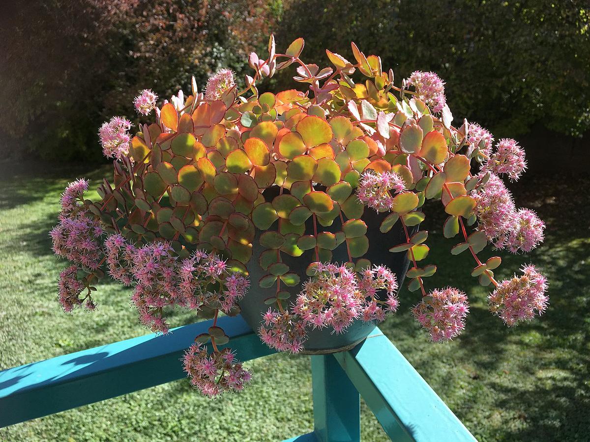 El Sedum sieboldii es una crasa colgante fácil de cuidar