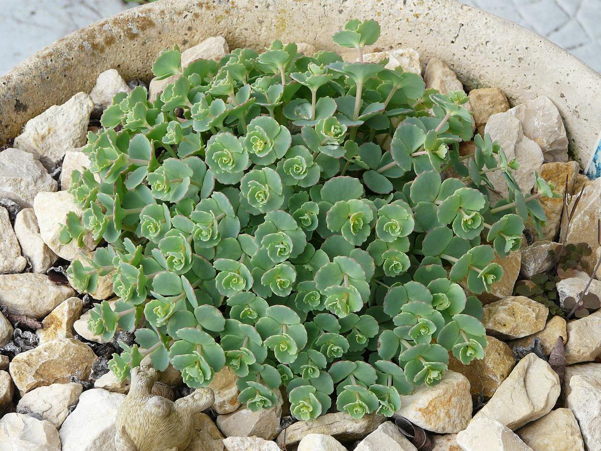 El Sedum sieboldii es una crasa colgante o rastrera