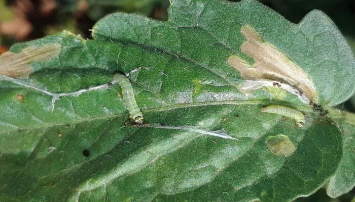 Tuta absoluta en hoja de tomate