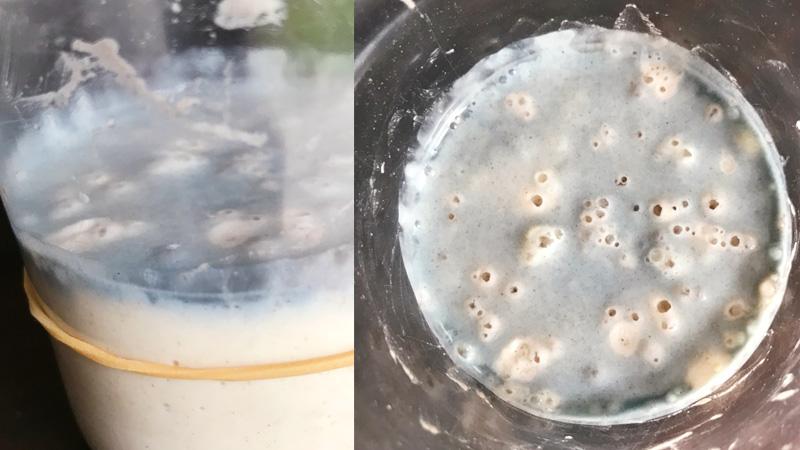 masa madre como hacer sourdough