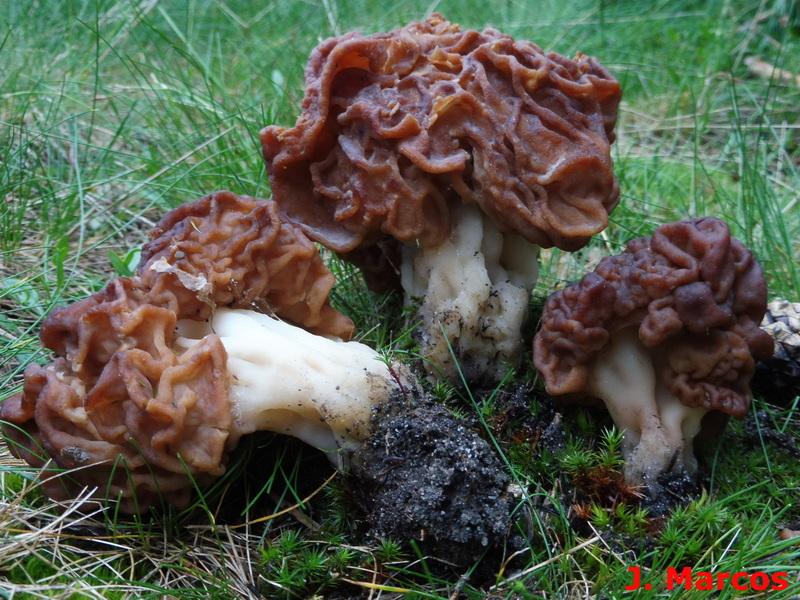 Gyromitra esculenta. Crédito: Javier Marcos