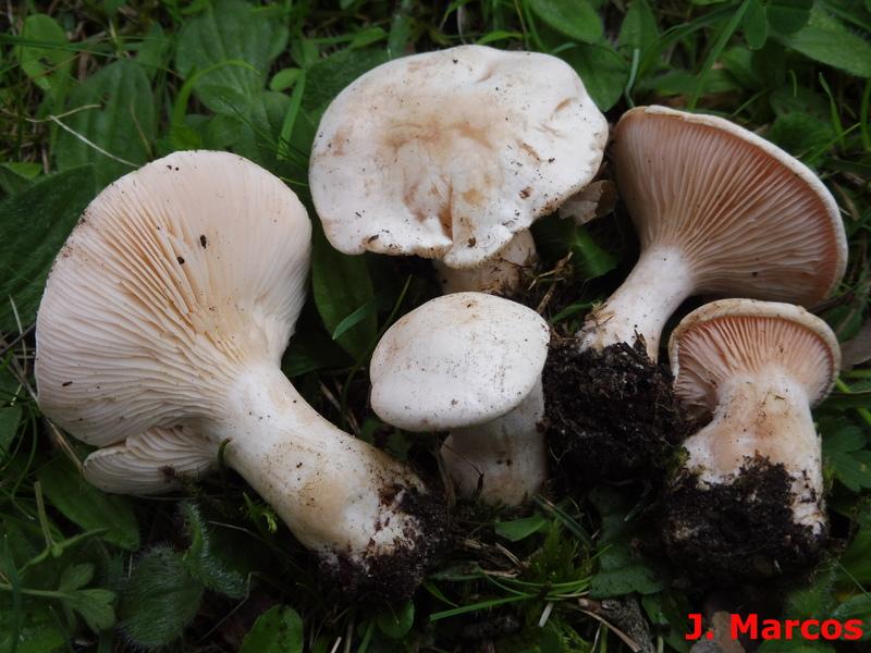 Pseudoclitopilus rhodoleucus. Crédito: Javier Marcos