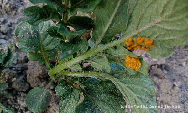 Huevos de escarabajo