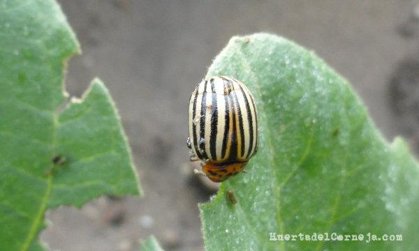 Leptinotarsa decemlineata en berenjenas