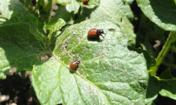 Larvas de escarabajos en patatas