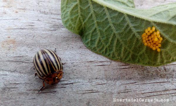 Escarabajo y huevos