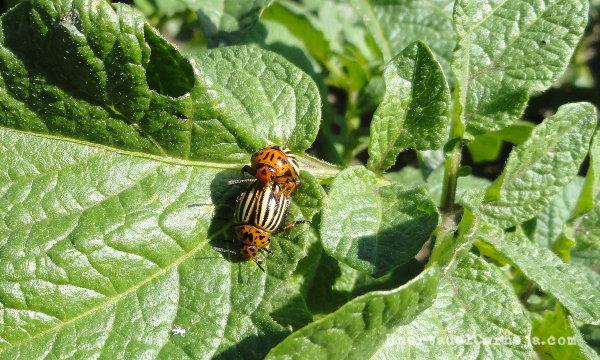 Escarabajos, cúpula