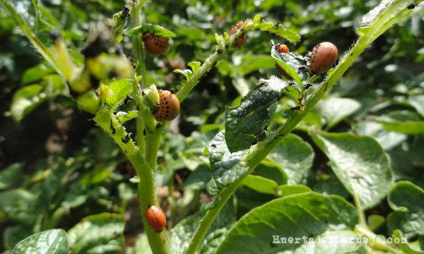 Daños en patata