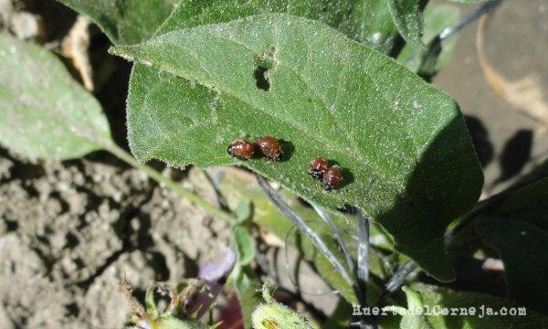 Larvas de escarabajos de la patata en berenjenas