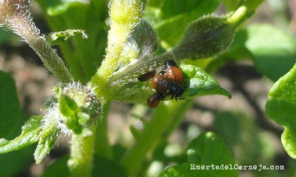 Larvas en brotes tiernos
