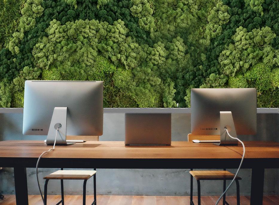 cuadro de musgo en la oficina