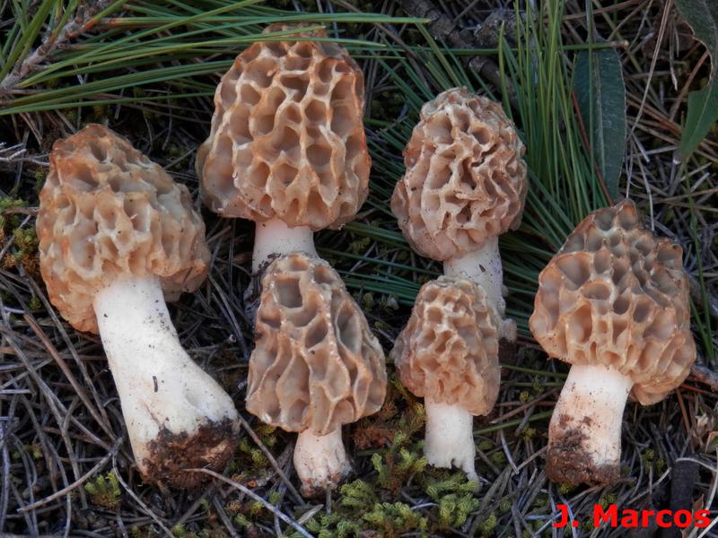 Morchella esculenta. Crédito Javier Marcos.