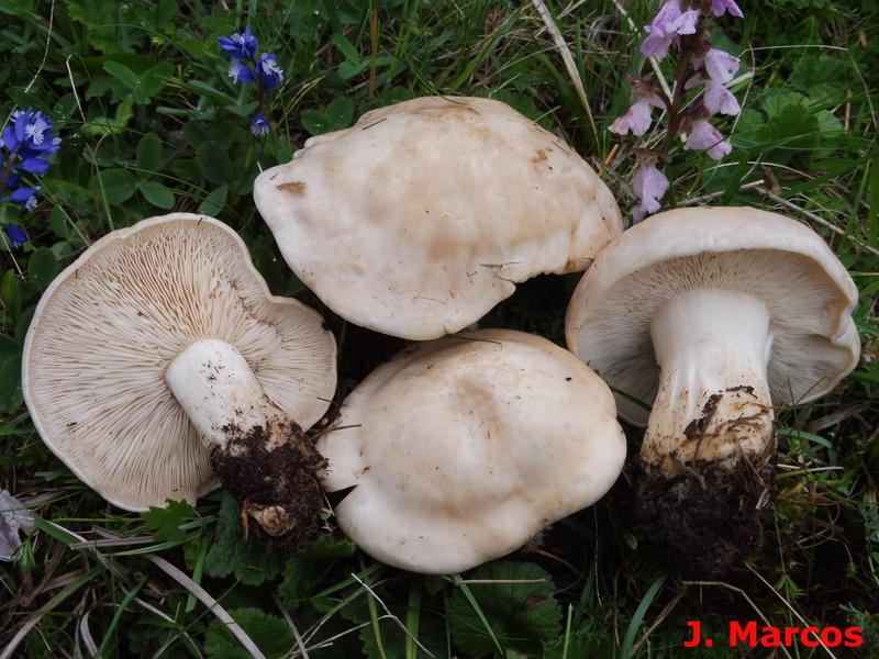 Calocybe gambosa. Crédito Javier Marcos.