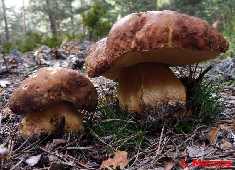 Boletus pinophilus. Crédito Javier Marcos.