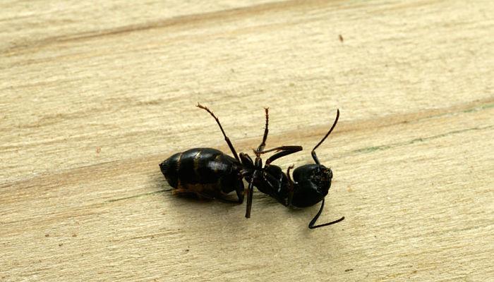 eliminar las hormigas