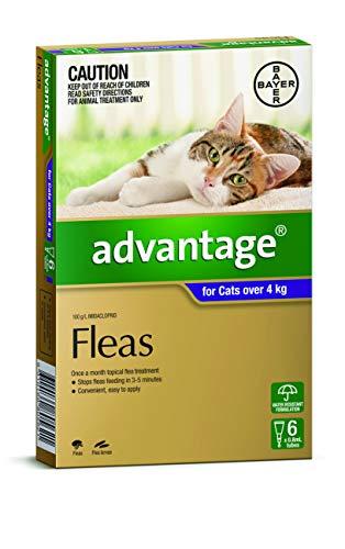 Bayer Ventaja 80 MG solución Spot-on para Gatos Grandes y Pet (más de 4 kg), diseño de Conejos