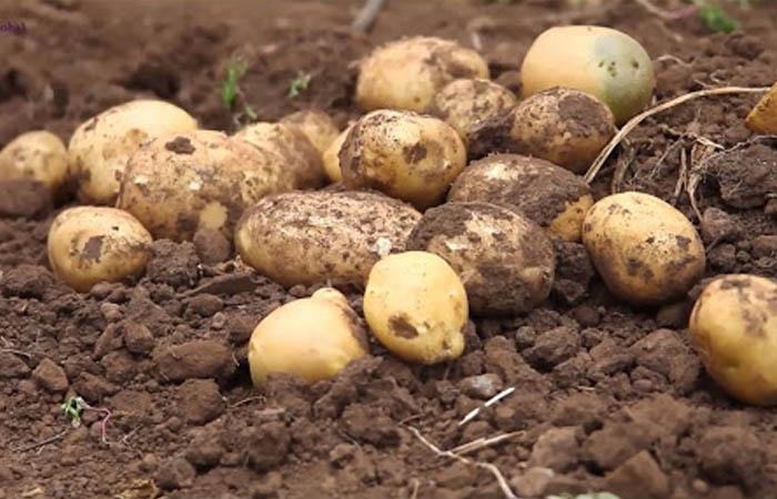 Características patata monalisa