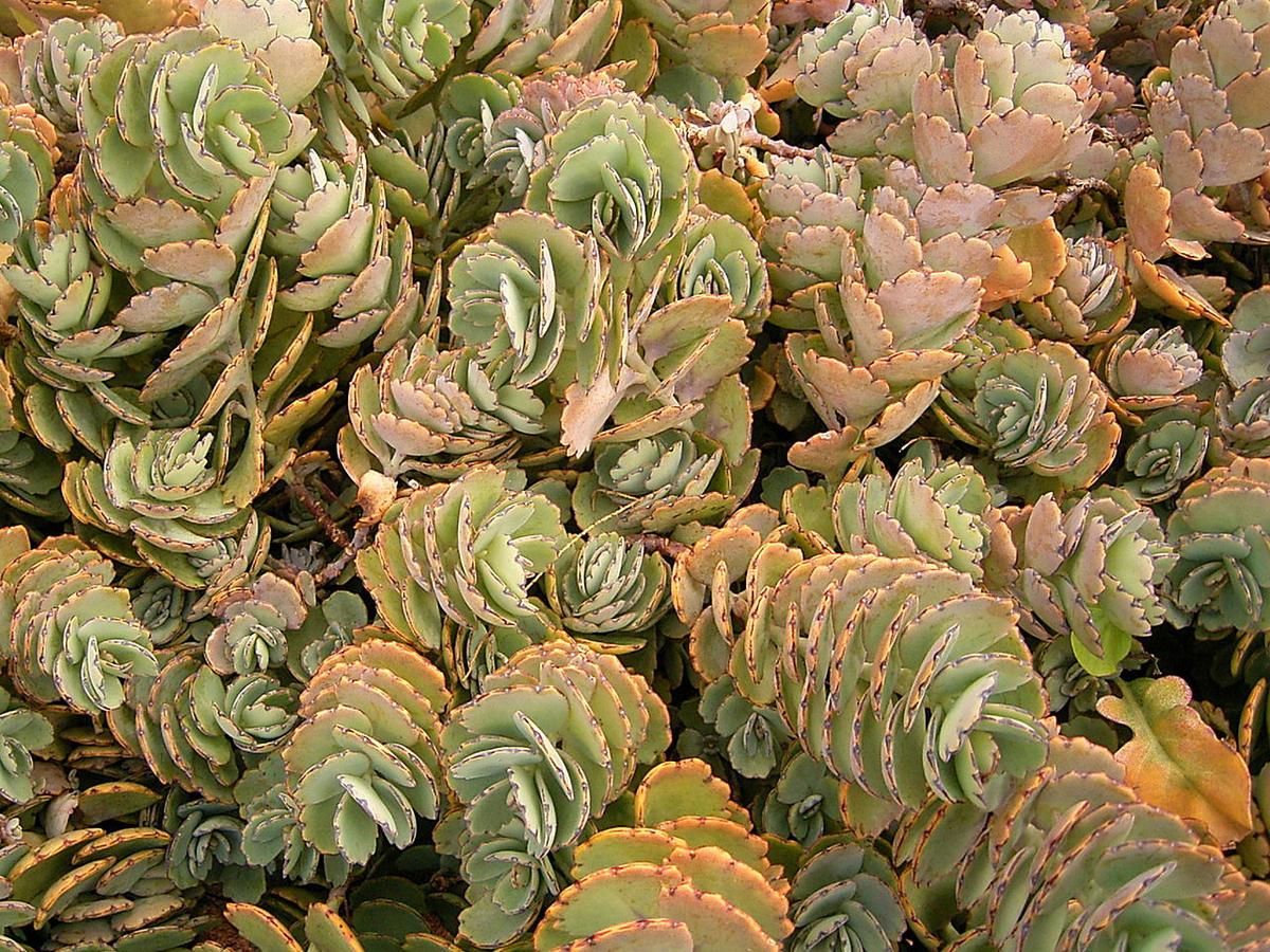 El Kalanchoe fedtschenkoi crece rápido