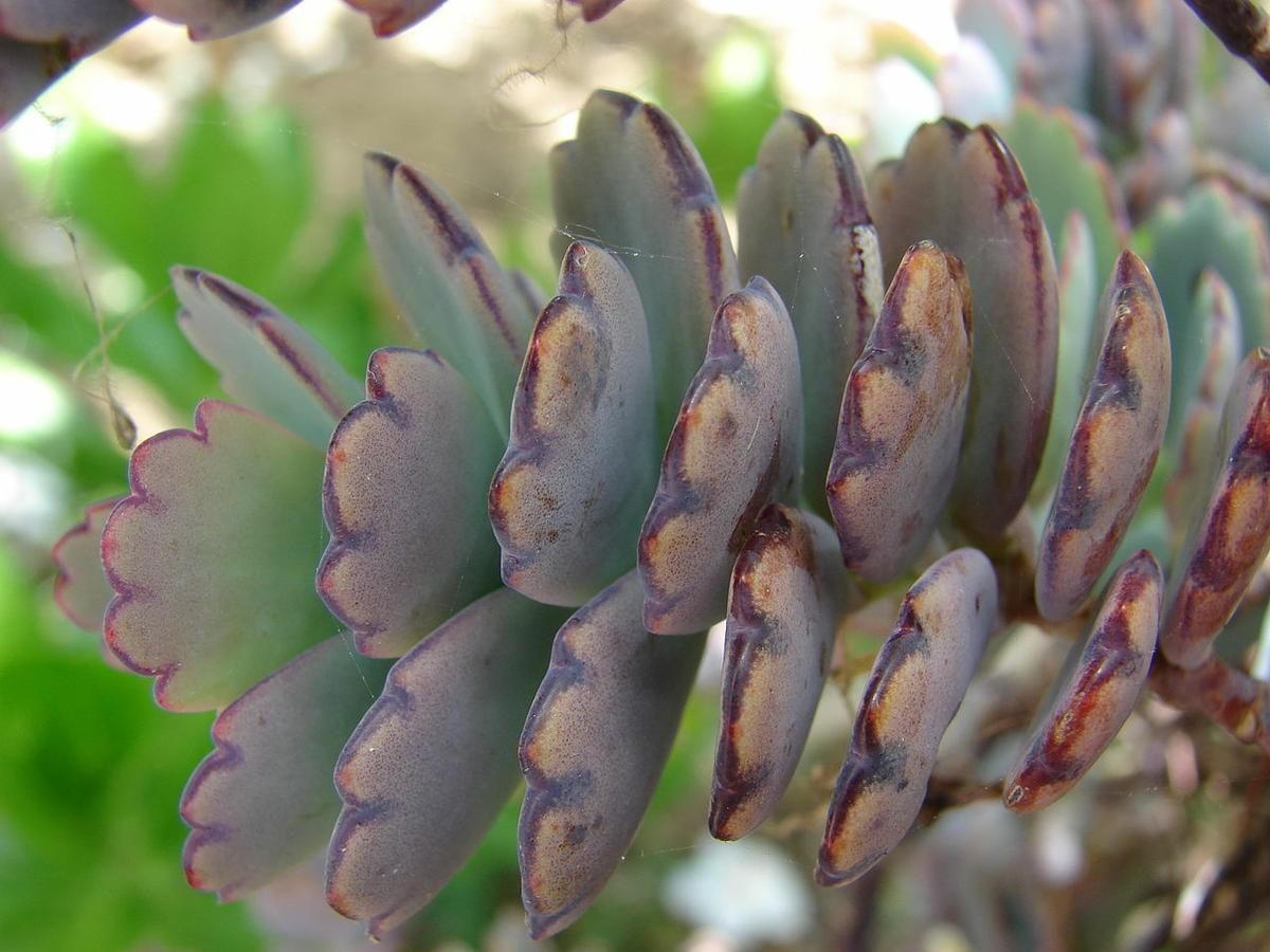 El Kalanchoe fedtschenkoi es una suculenta