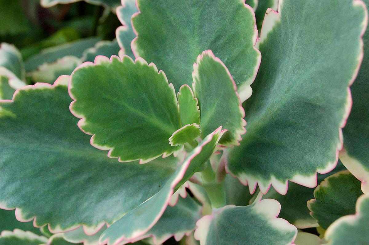 El Kalanchoe fedtschenkoi Variegata es una suculenta preciosa