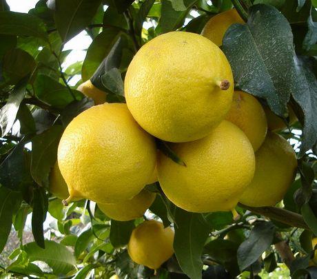 bergamota femminello