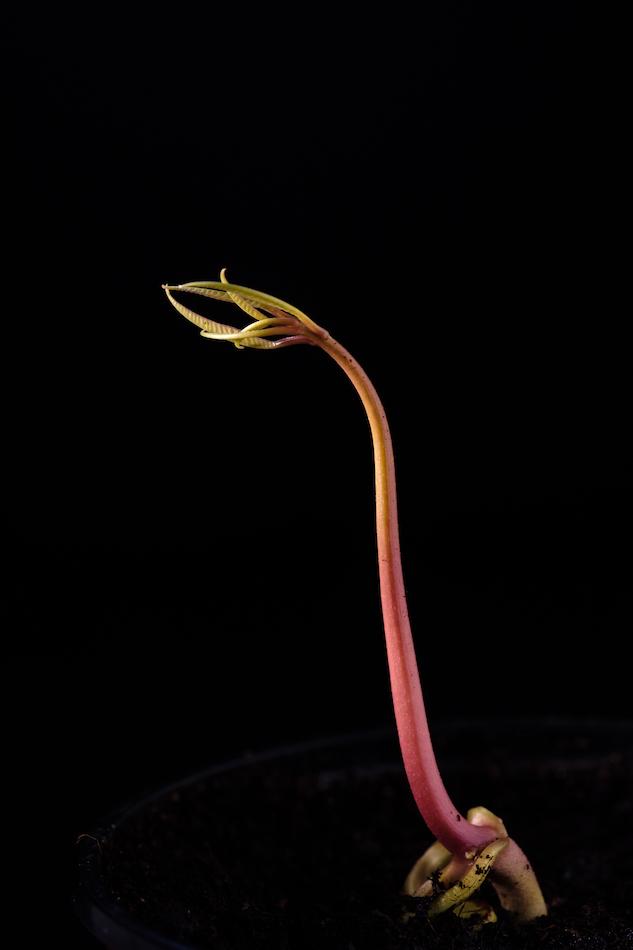 Germinar tus propias semillas te acerca a la naturaleza y te permite llevar una vida más sostenible.