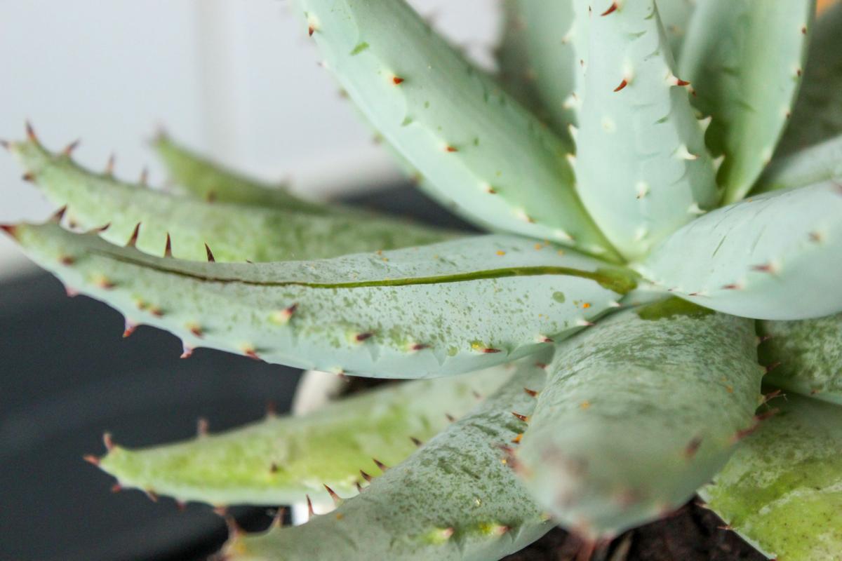 Aloe vera para eliminar el herpes.