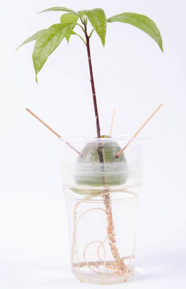 como plantar un hueso de aguacate