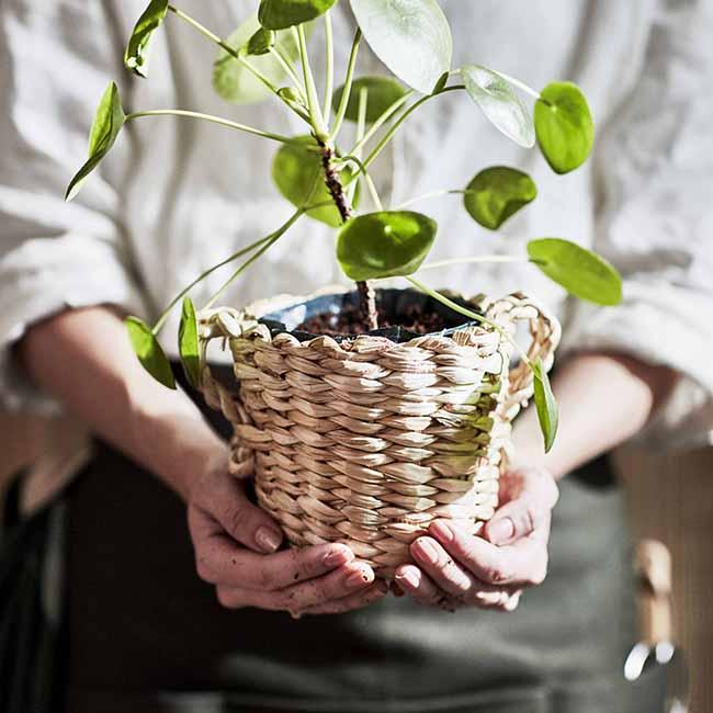 Colección BOTANISK (disponible a partir del 3 de junio):