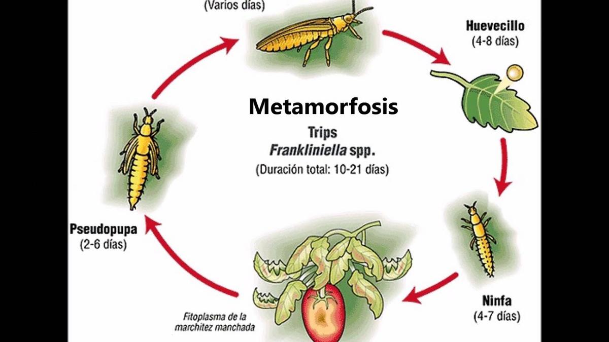 Ciclo de vida y aspecto de la araña roja