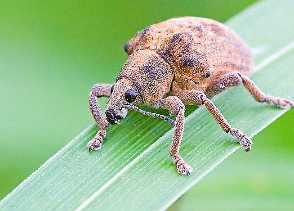 Plaga Gorgojo de la semilla