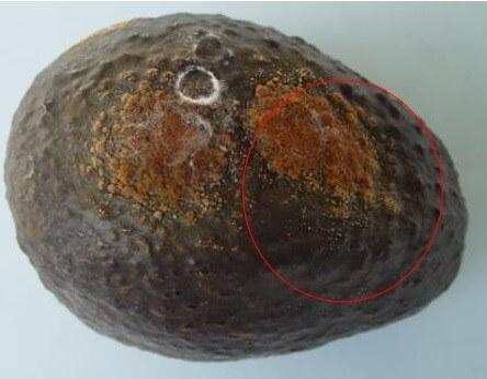 Enfermedad Antracnosis