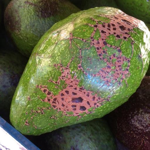 Plagas y enfermedades del aguacate Plantas