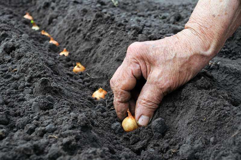 Tipo de tierra para plantar una cebolla