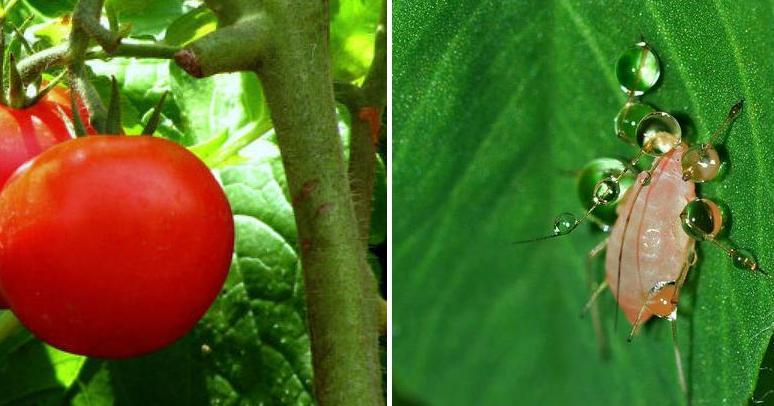 plaga de tomate pulgón