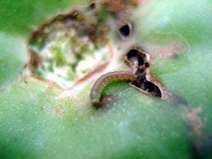 Orugas del tomate 