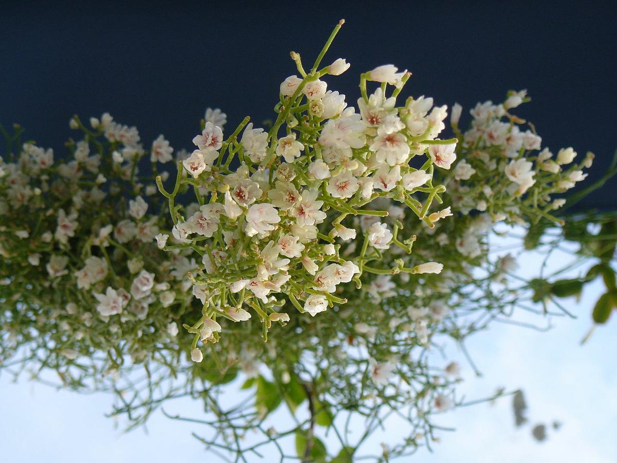 Las flores del Rhipsalis cereuscula son blancas