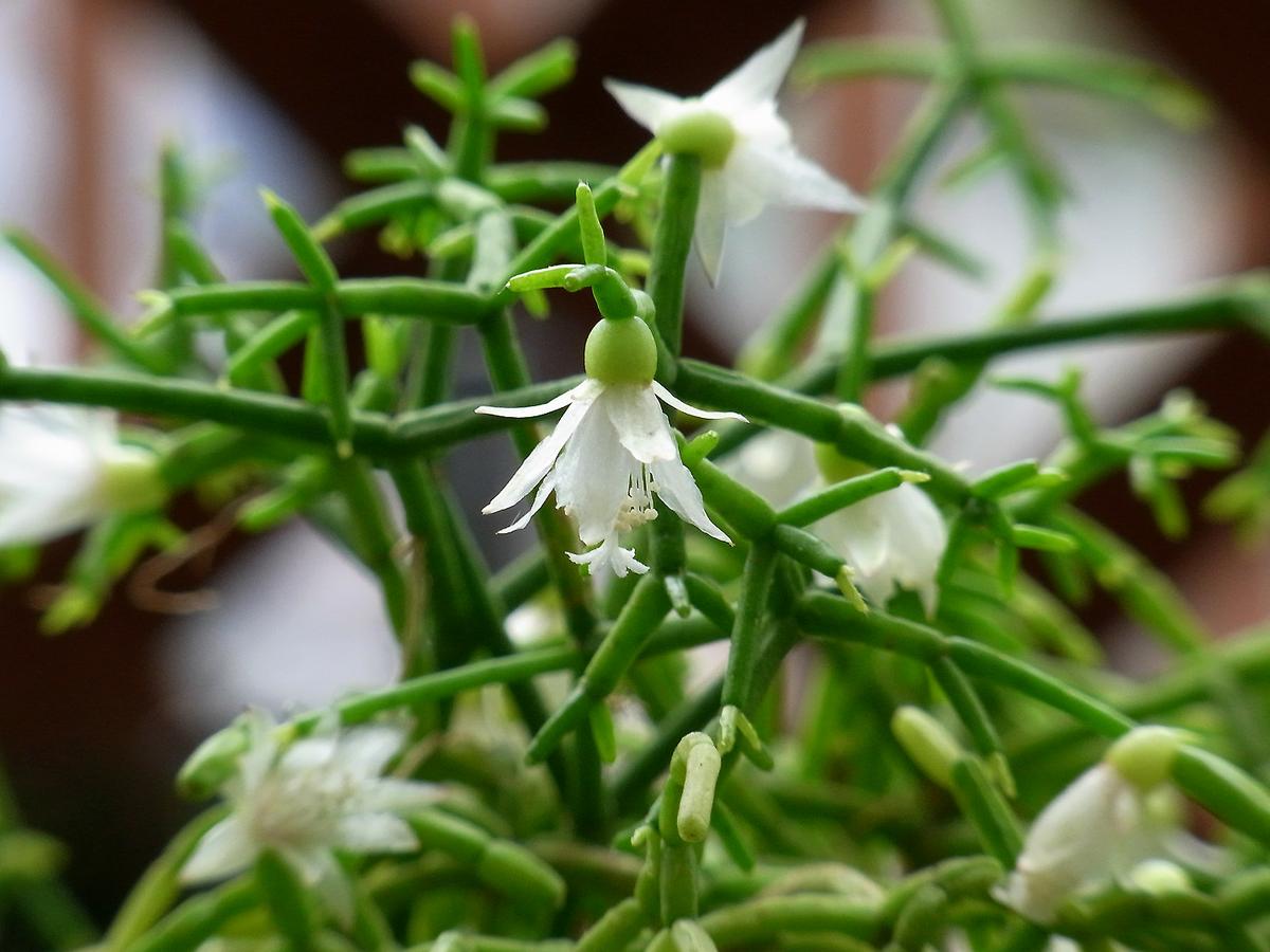 El Rhipsalis cereuscula es un cactus colgante