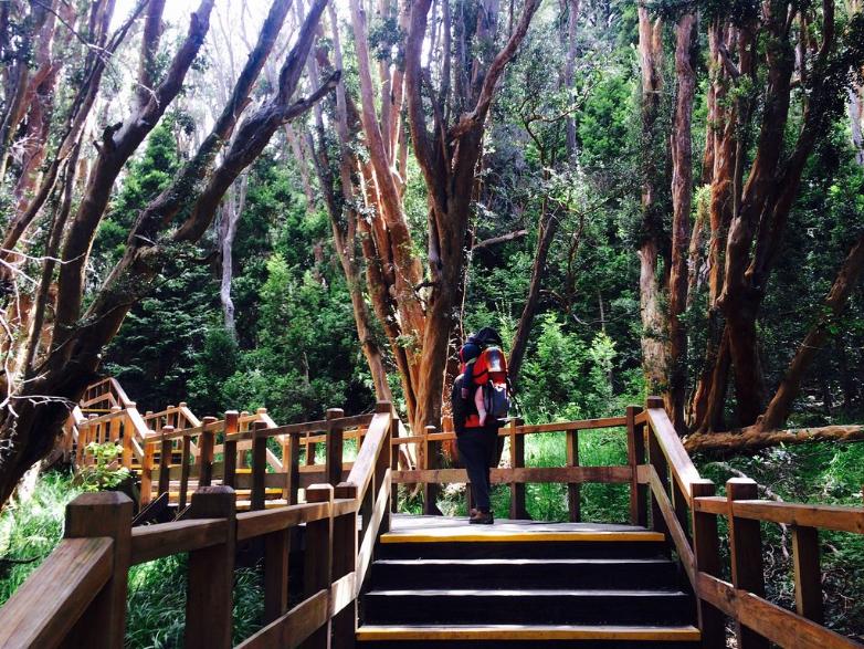 sendero bosque de arrayanes