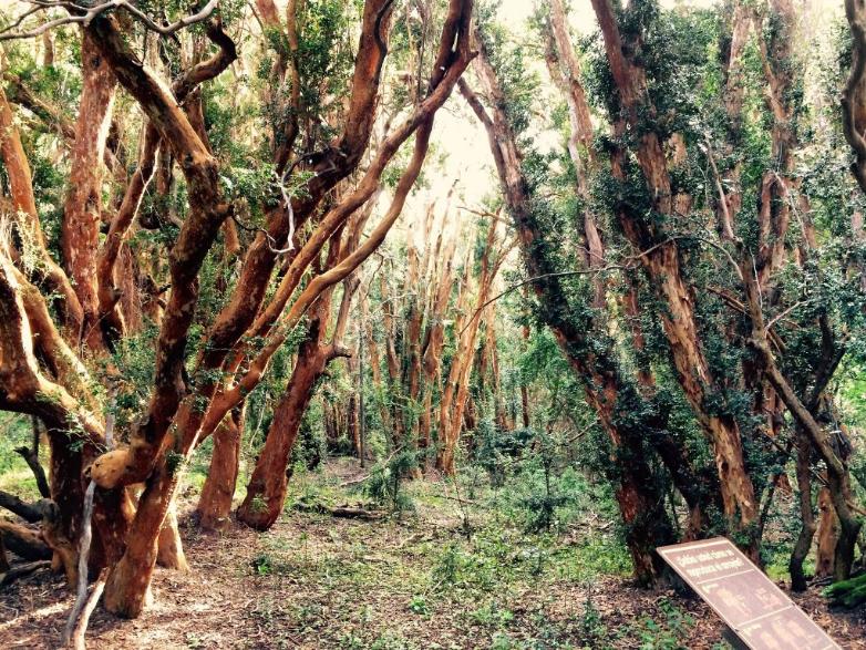 bosque de arrayanes unico en el mundo