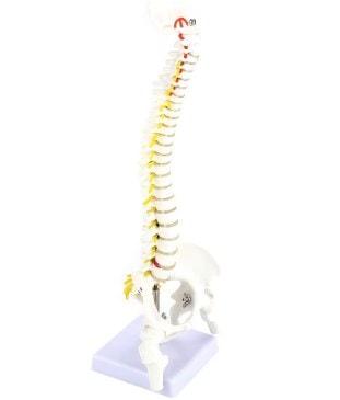 modelos anatómicos en yeso