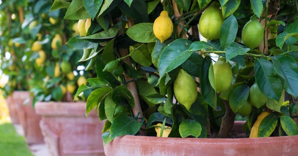 Factibilidad Trascendencia Adelante Frutales que se pueden cultivar en bonsáis | Plantas