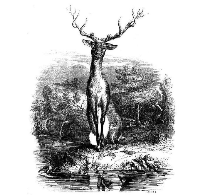 El ciervo en la fuente de Félix María de Samaniego