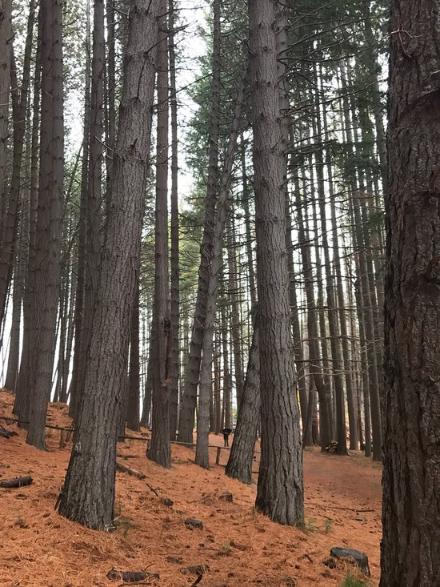 senderos trekking bariloche